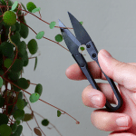 bonzai snoekschaartje van Botanopia