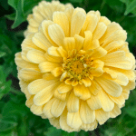 zinnia lichtgele bloem