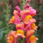 leeuwenbek oranje bloem