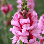 lila bloem leeuwenbek
