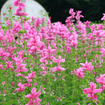 veld met bonte salie met roze bloemen