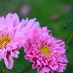 twee roze cosmos bloemen in het veld