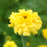 gele bloem Afrikaantje 'lemonade' in het veld