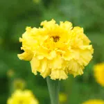 gele bloem Afrikaantje 'lemonade' in het veld