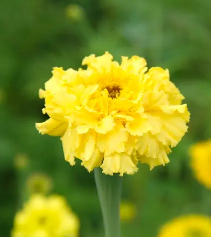 gele bloem Afrikaantje 'lemonade' in het veld