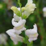 een prachtige witte bloem van de soort Leeuwenbek 'Maryland Appleblossom'