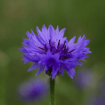 een blauwe korenbloem in het veld