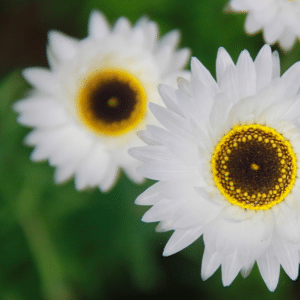 witte zonnestrobloemen in het veld