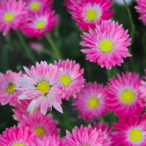 een veld vol roze zonnestrobloemen