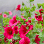 een veld vol rode trechtermalva