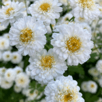 een veld vol met witte Moederkruid bloemen