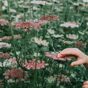 bloemenveld met wilde wortels 'Dara' of roze herdersbloem van vitale rassen