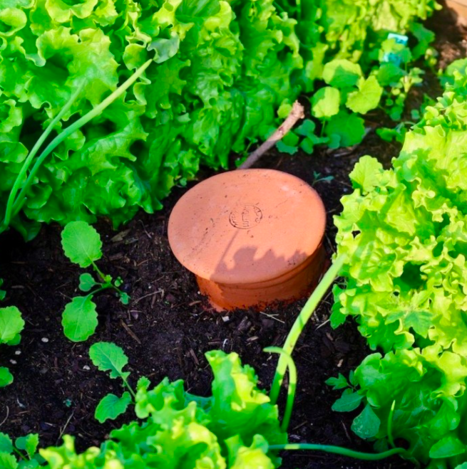 olla Lutton 1l olla terracota in de aarde bij de planten