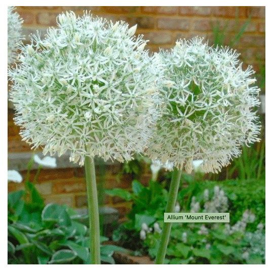 biologische bloembollen witte sierui Mount Everest Allium stipitatum