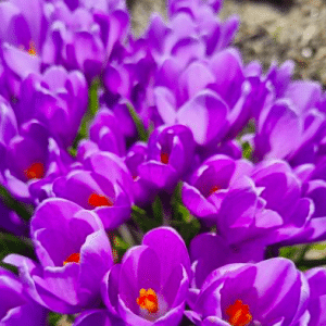 Biologische bloembollen I Krokus (Violet River)