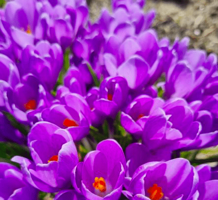 krokus violet river